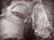 Winter Ghosts Image